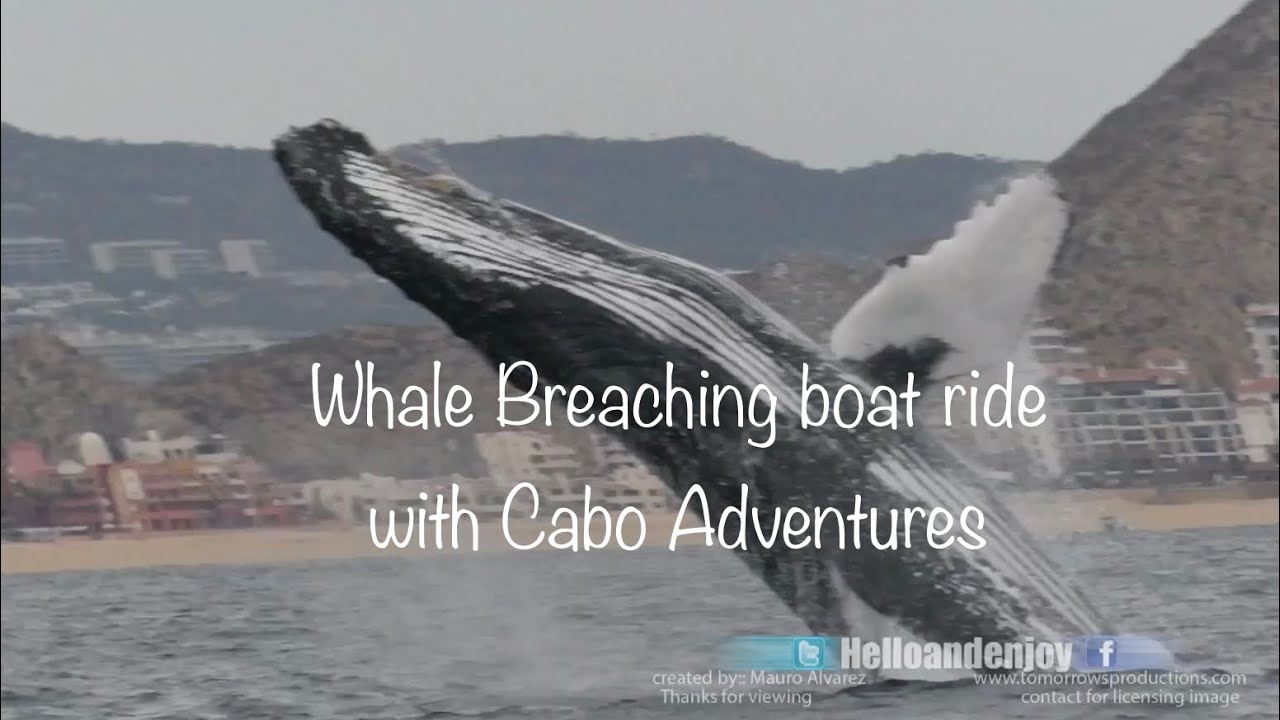 Permalink to: Whale Hops from Cabo!